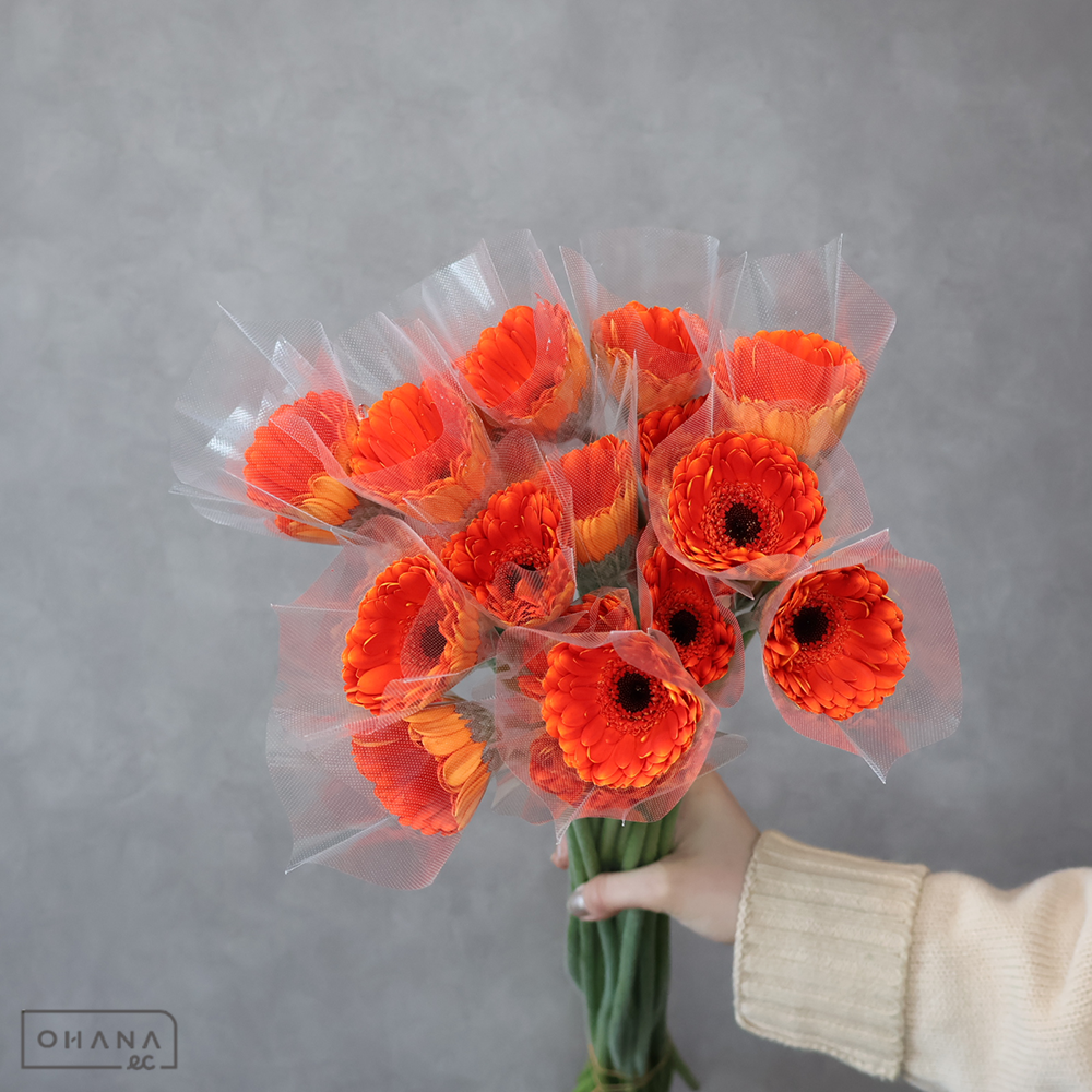 ガーベラ小輪オレンジ　カントナ ※22本束　秀2L 