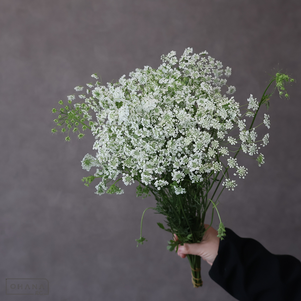 レースフラワー白　ホワイトレースフラワー ※25本束　秀M 40cm 