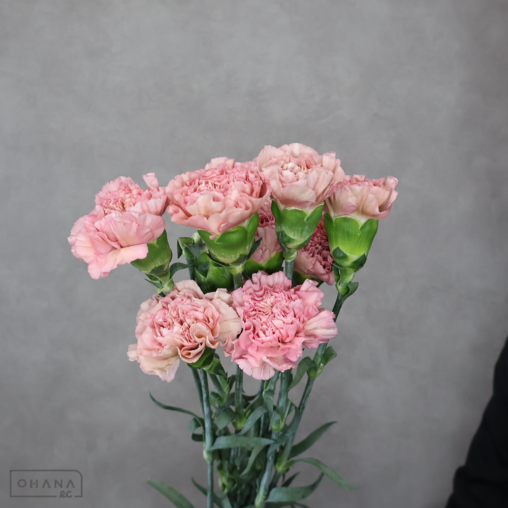 カーネピンク レージェピンク 70cm | お花の仕入れならOHANAec