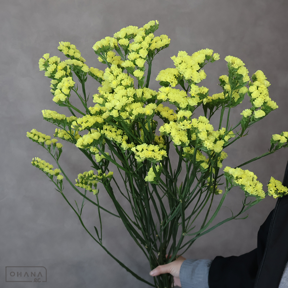 スターチス　ゴールデンスター　２Ｌ 