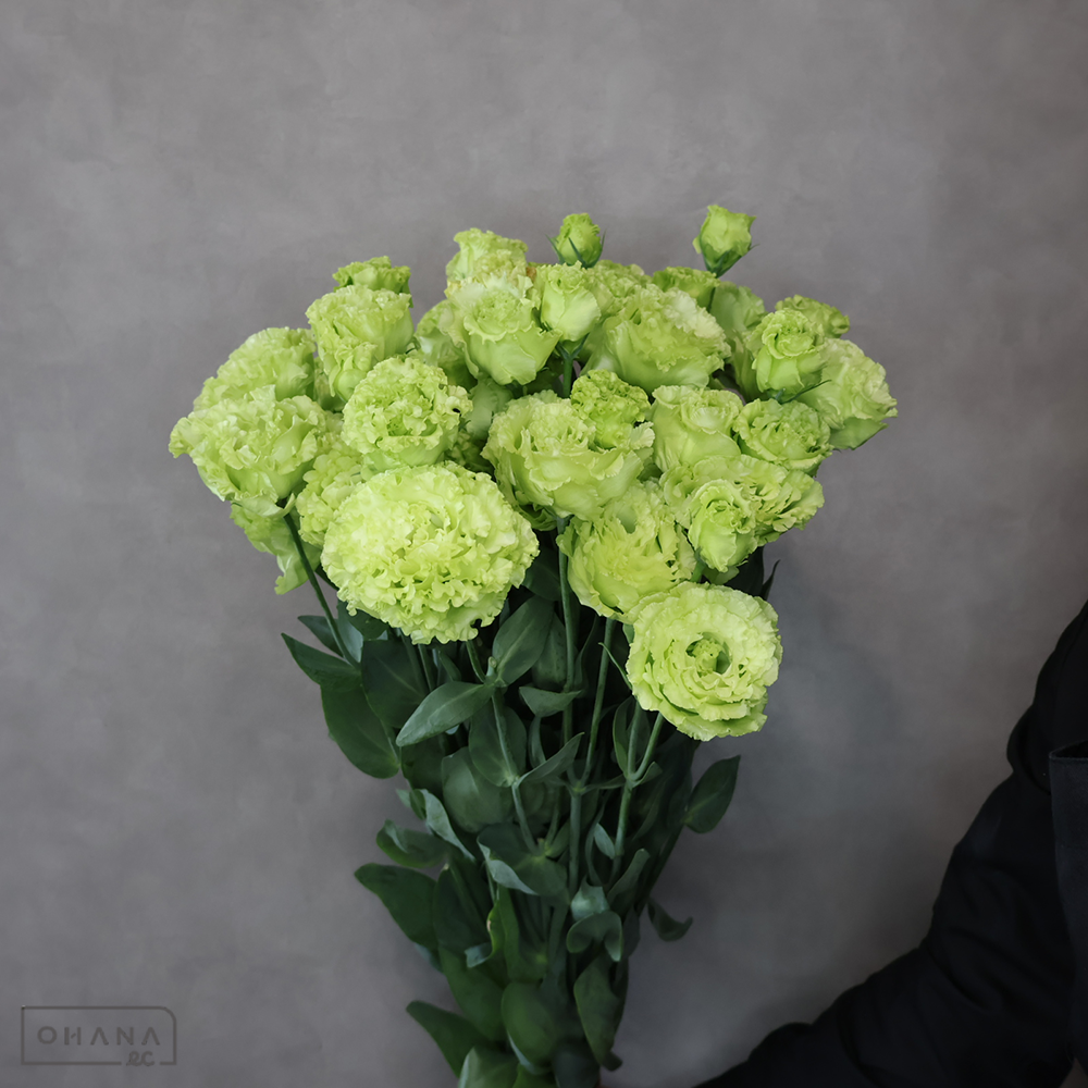 【SALE】トルコキキョウ　アンバーダブルモヒート　秀 3～4輪 55cm 　※クレーム対象外