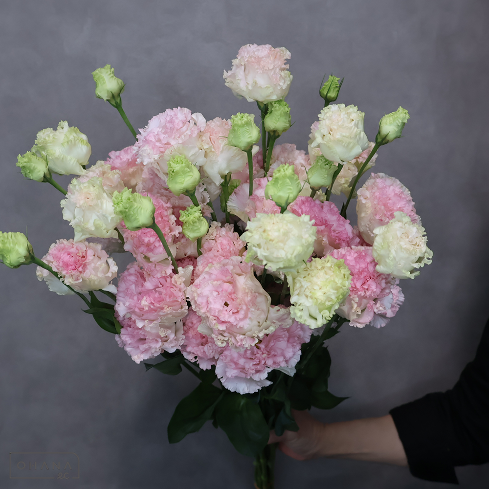 トルコキキョウ　ボヤージュライトピンク　秀 3輪 70-60cm ※15本束