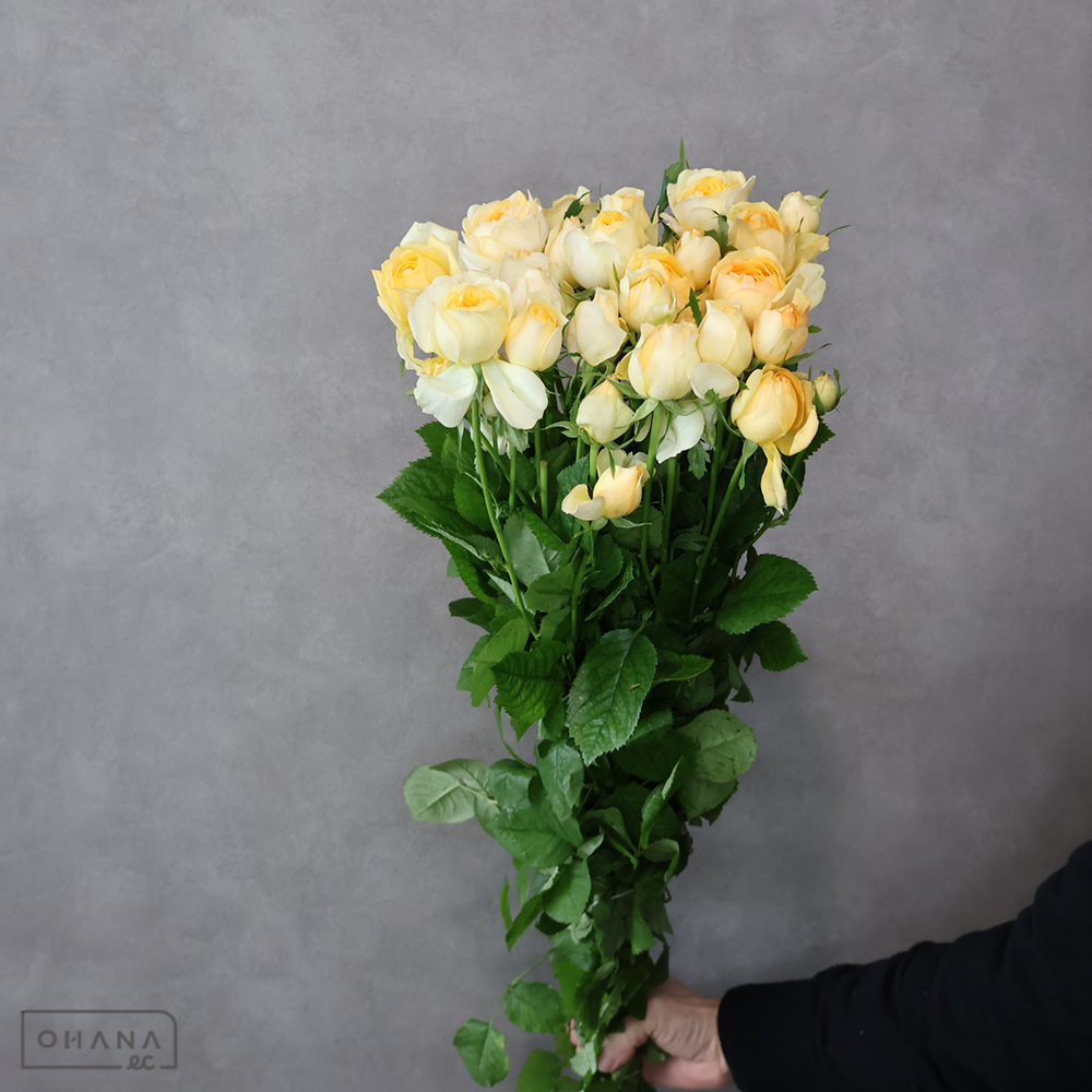 スプレーバラ　シルバーサニー ※5本束　秀 70cm 花大