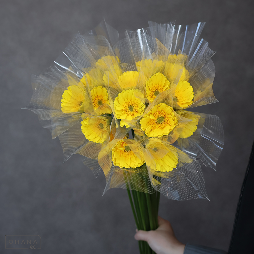 【SALE】ガーベラ　サンデー　 　※クレーム対象外