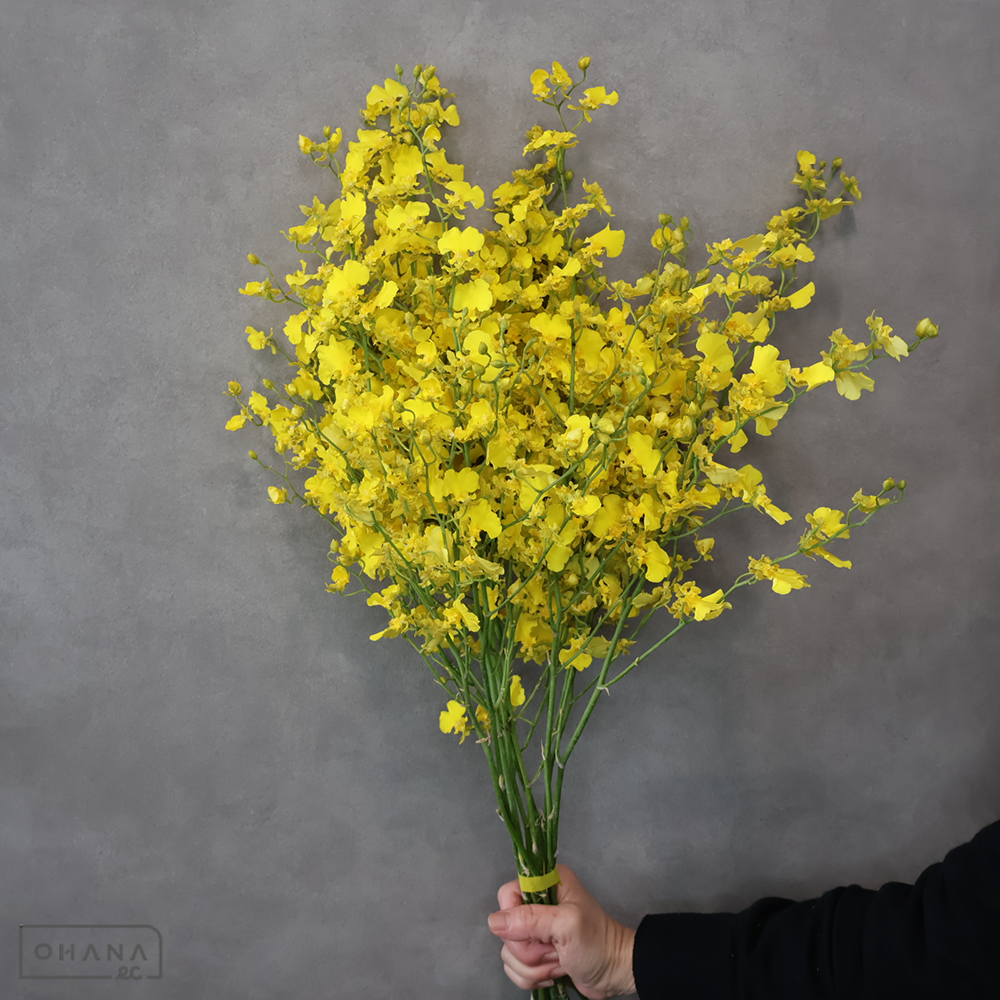 【SALE】オンシジューム　ハニーエンジェル　3L 80cm  ※クレーム対象外