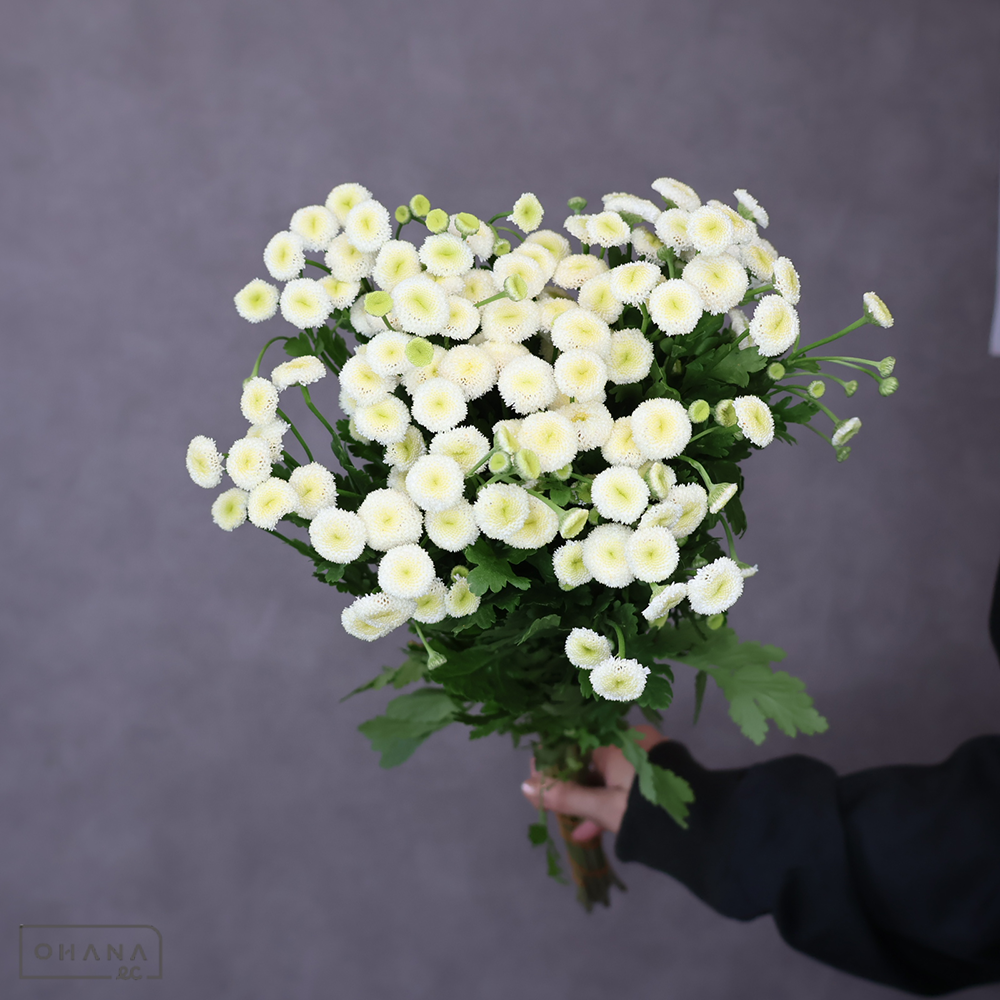 【SALE】マトリカリア　バーゴ　60cm 　※クレーム対象外