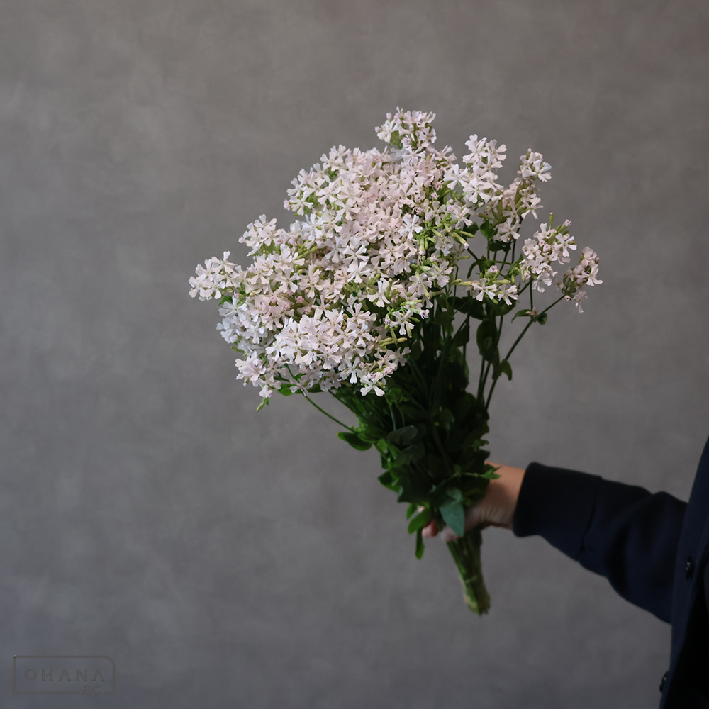 【SALE】シレネ　サクラコマチ  50cm  ※14本束　※クレーム対象外