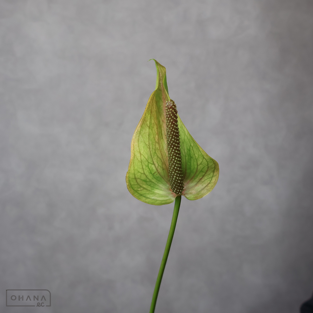 アンスリューム　フューシャビンテージ ２Ｓ 