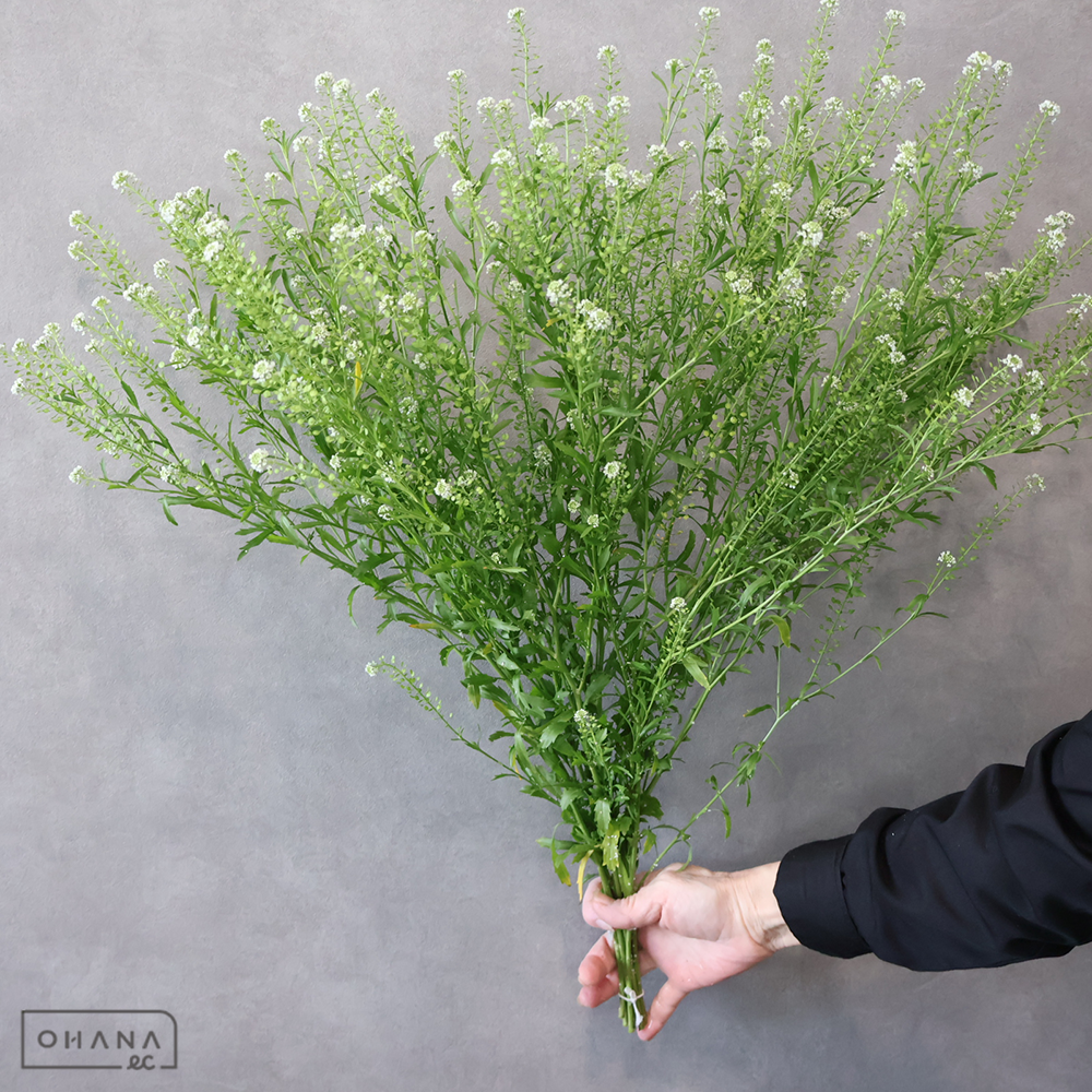 タラスピ　 90cm 