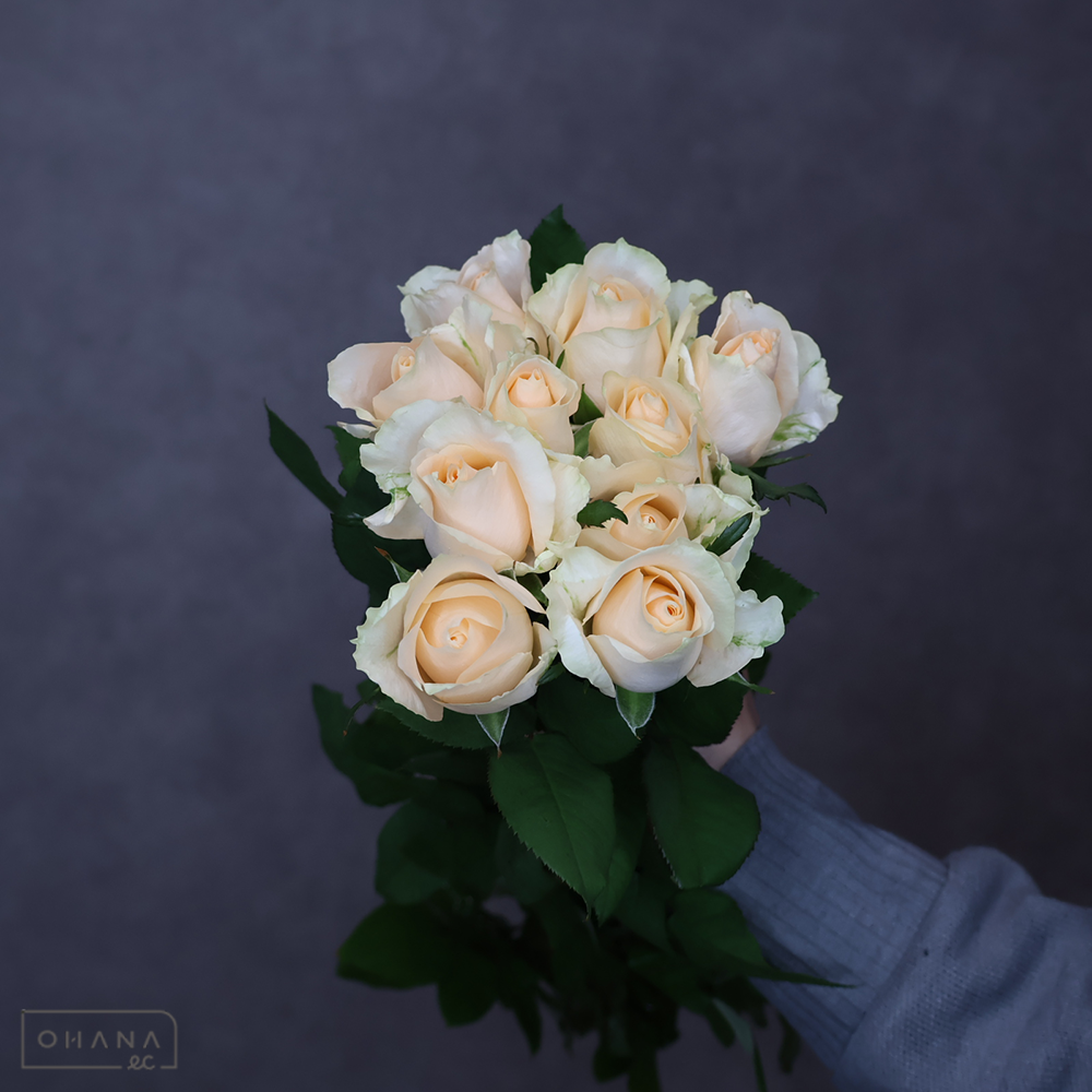 バラ黄　ピーチアバランチェ　秀 40cm 