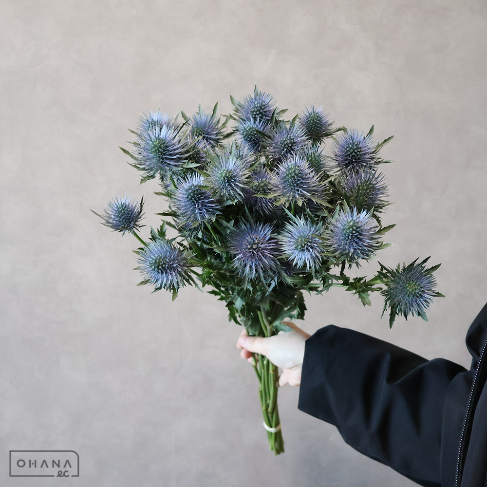 エリンジューム　マグネータ　 50cm 