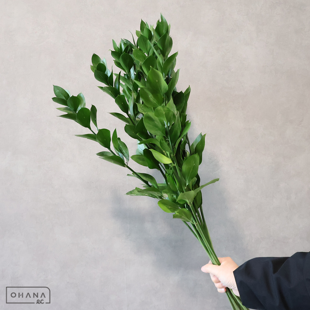 丸葉ルスカス　 80cm 