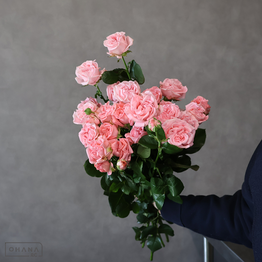 ＳＰバラピンク　ジェントルフロウ　 70-60 