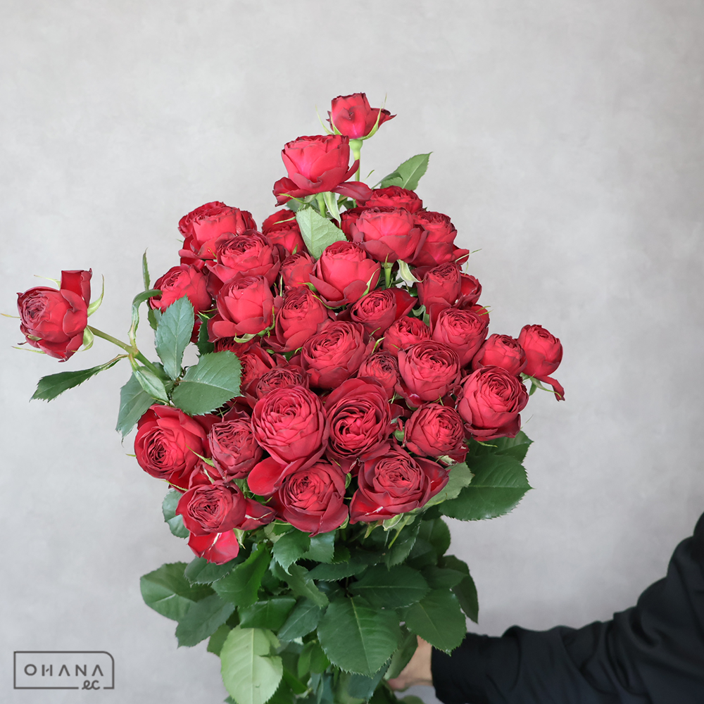 ＳＰバラ赤　ガーネットジェム ※8本束　 70-50 