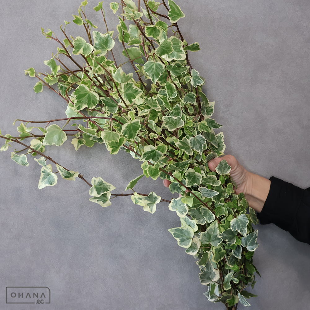 【SALE】アイビー斑入　ホワイトワンダー　中 60cm 　※クレーム対象外