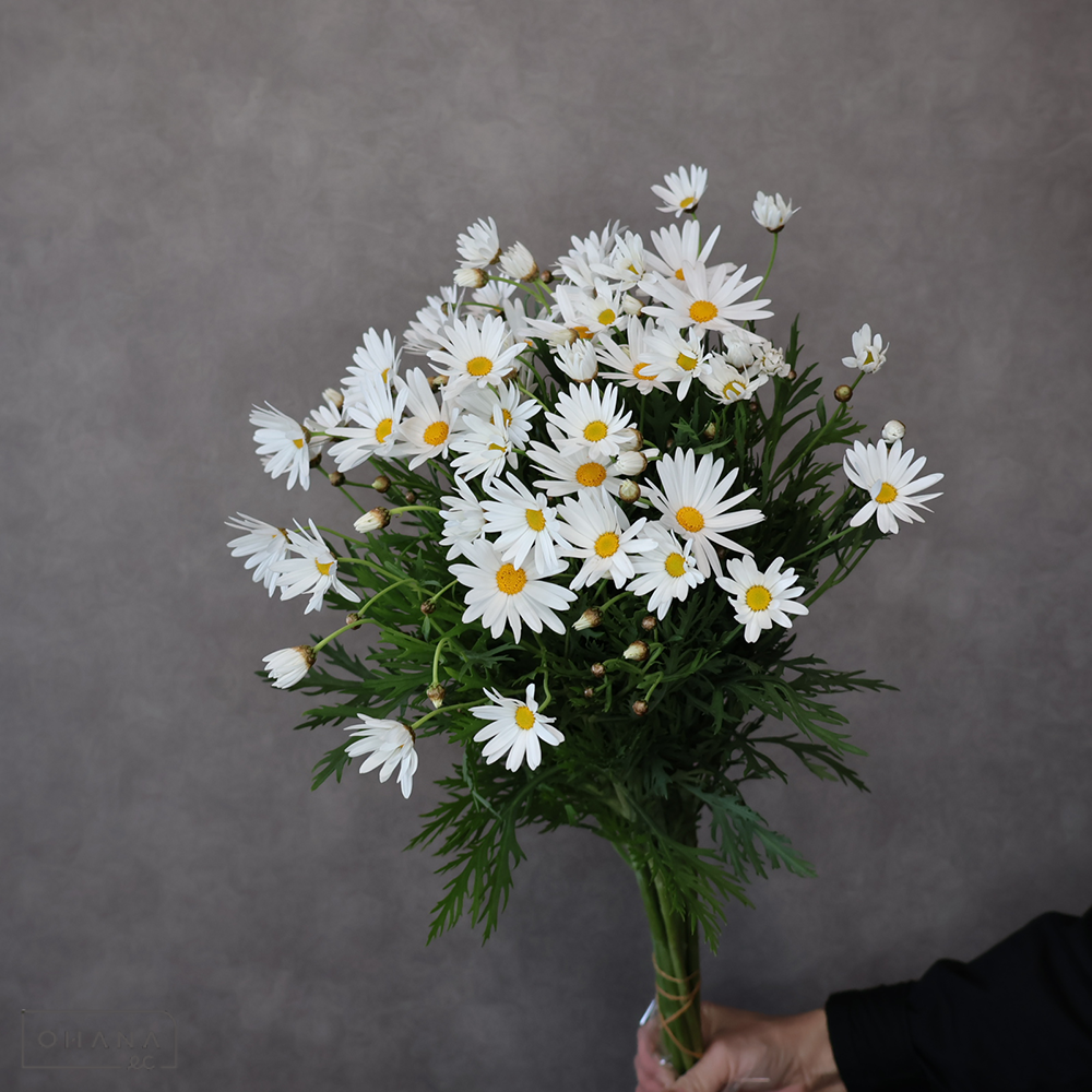 マーガレット　 70cm 