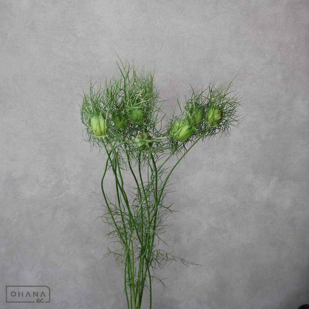 ニゲラ　シード　優 50cm 