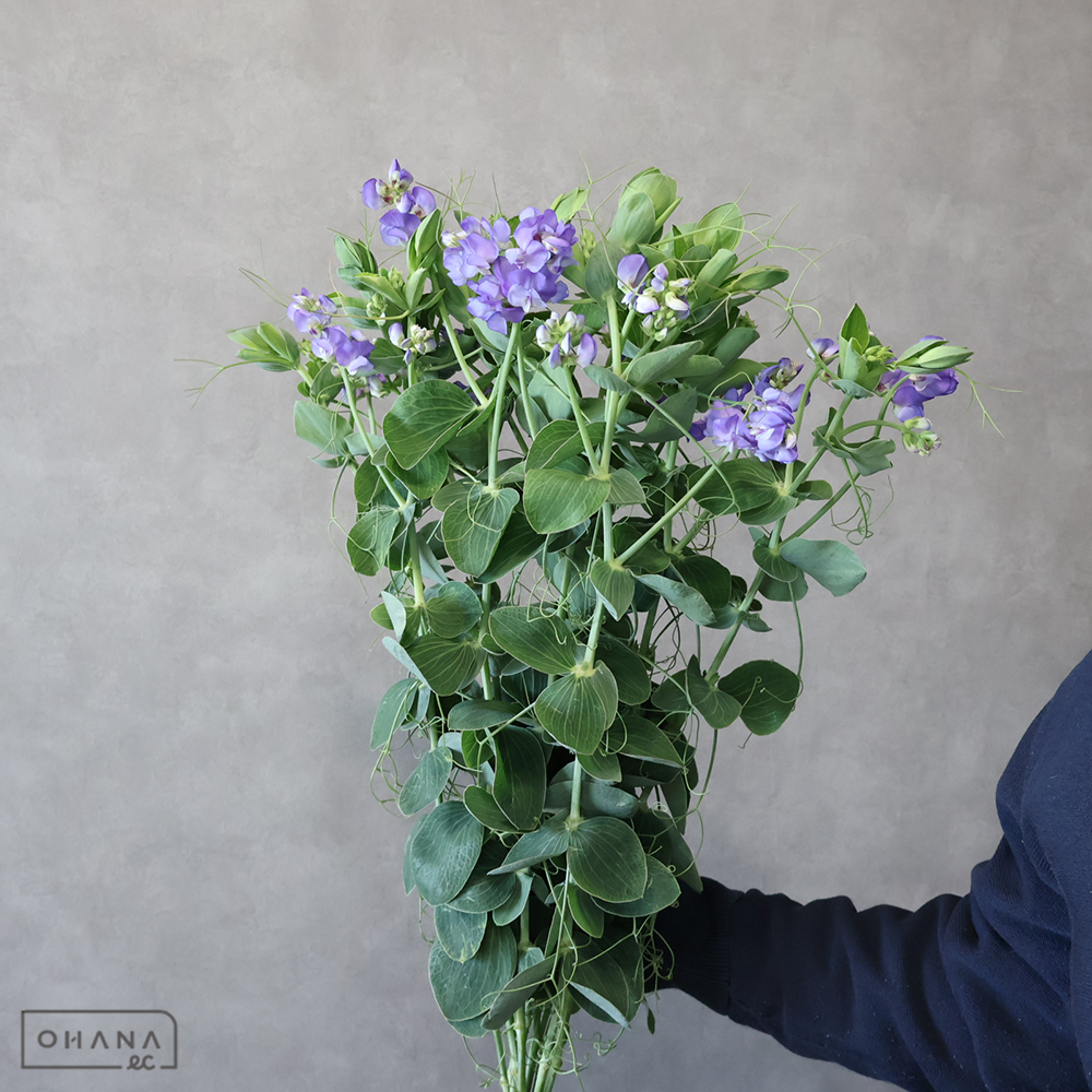 宿根スイトピー　ブルーフレグランス　秀 70cm 