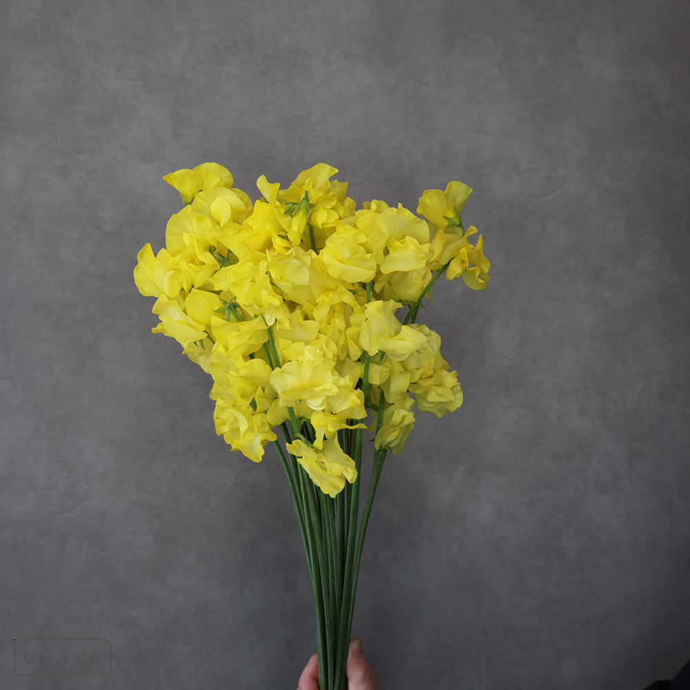 スイトピー　イエロー　2L 4輪 