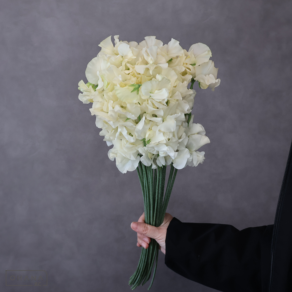 スイトピー黄　ステラ　2L 4輪 