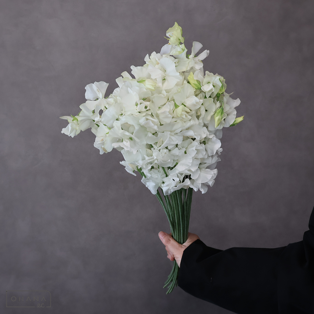 スイトピー白　真白麻呂　2L 4輪 