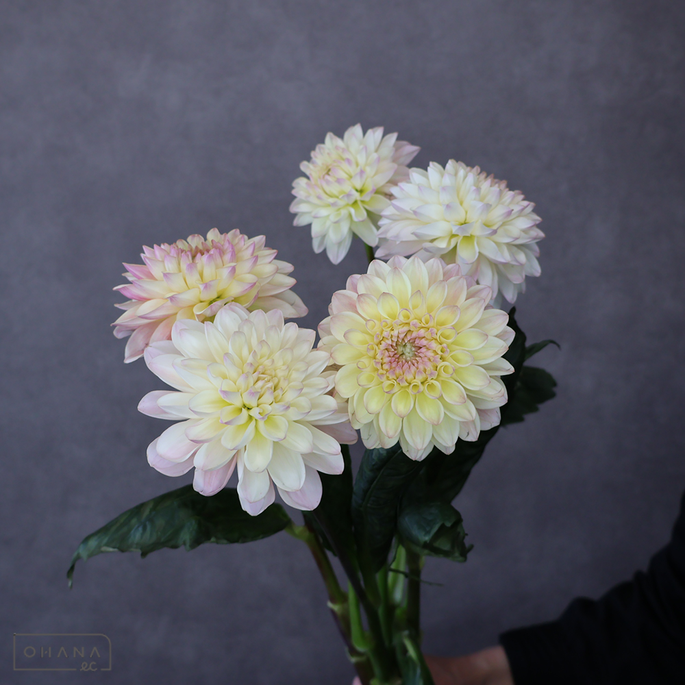 ダリア黄　カスタード ※5本束　秀 60cm 