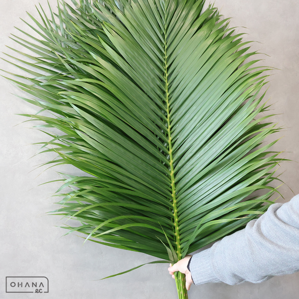 アレカヤシ　　AM 