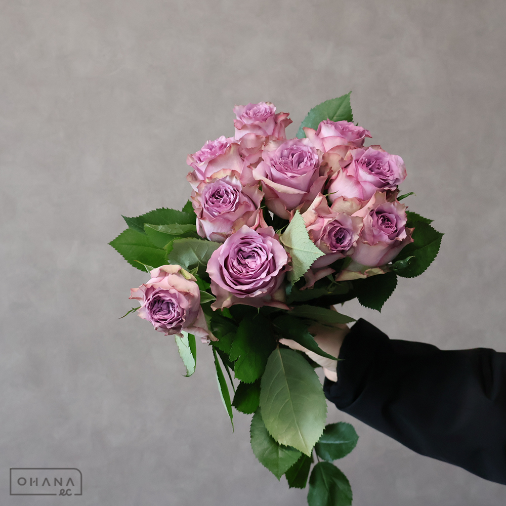 バラ紫　ドルチェット！　秀 50-40cm