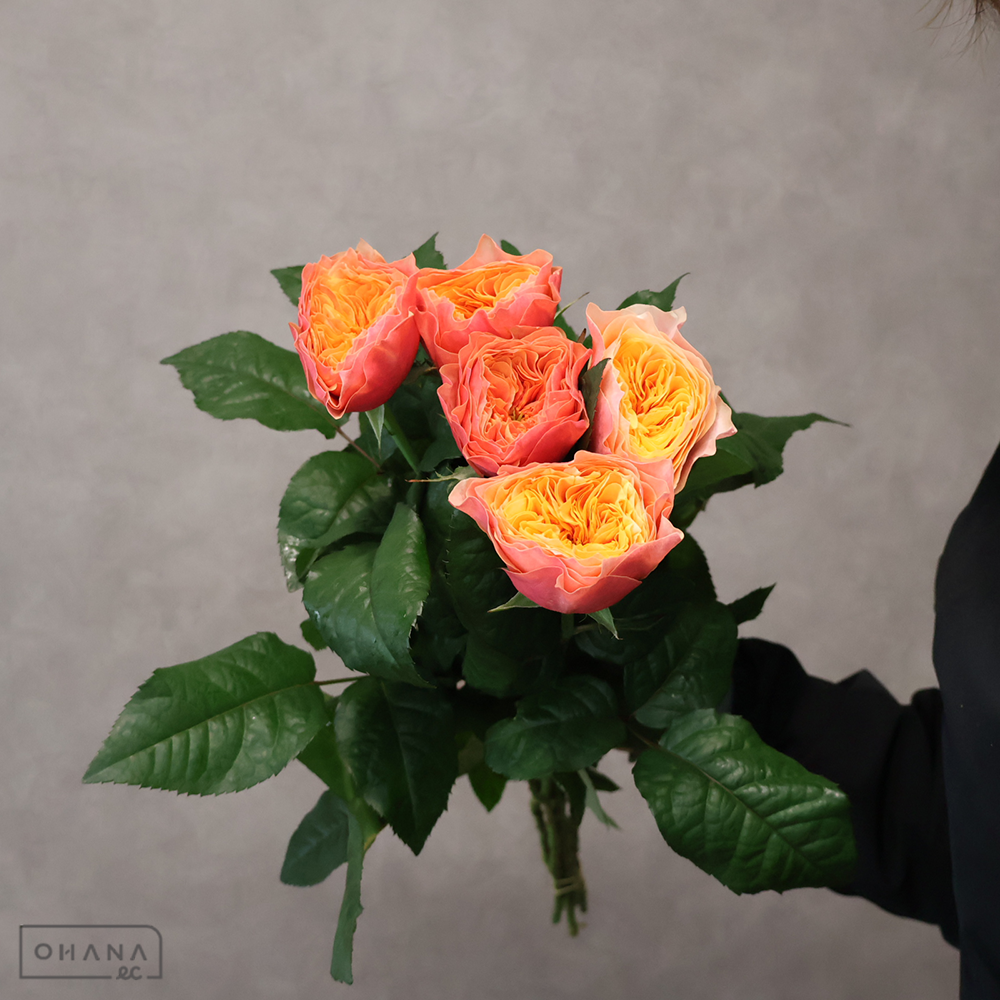 バラオレンジ　ケンジントンガーデン　秀 60cm ※5本束