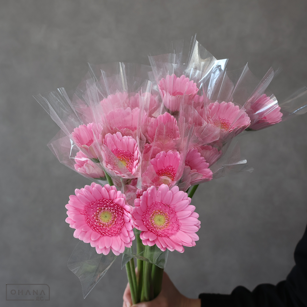 【SALE】ガーベラ　キムシ－　 　※クレーム対象外