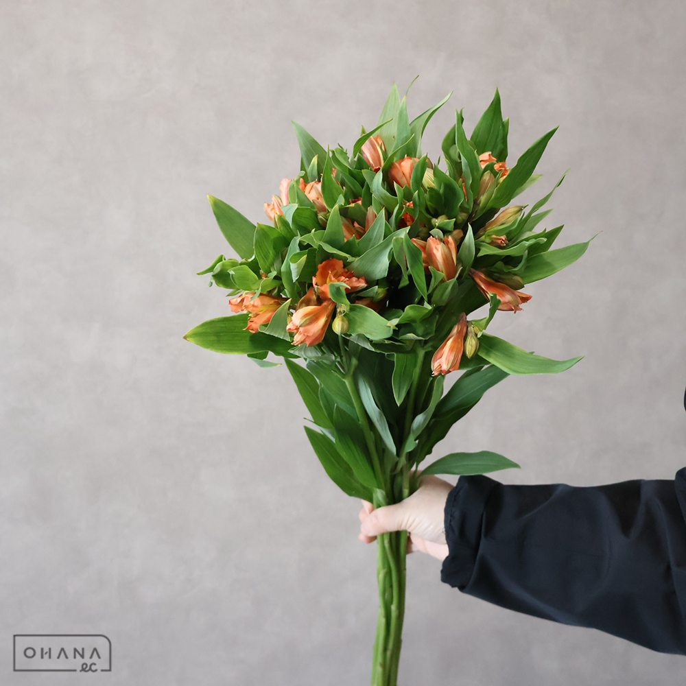 アルストロメリア　オレンジクィーン 70cm 