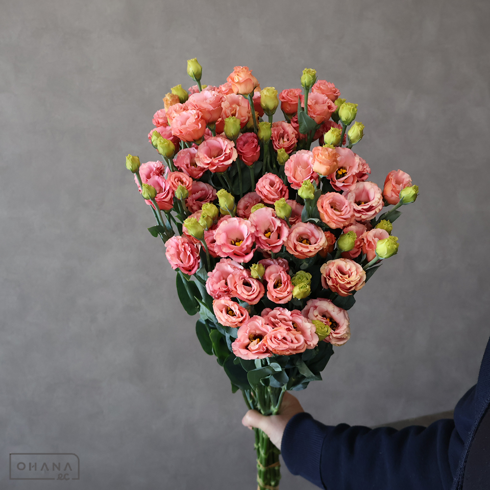 トルコキキョウ　小夏オレンジ　優 60cm ３Ｆ 