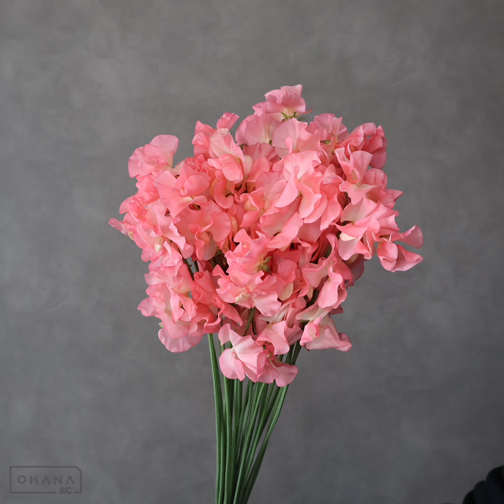 スイトピーピンク　美々　L 4輪 