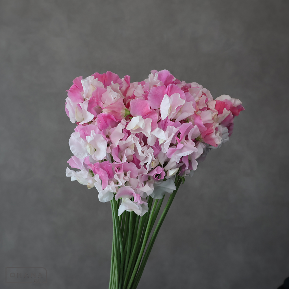 スイトピー　恋式部　2L 4輪 