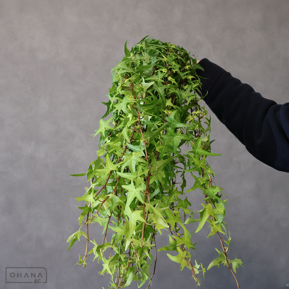 アイビー　ライトフィンガー　 60cm小 ※25本束