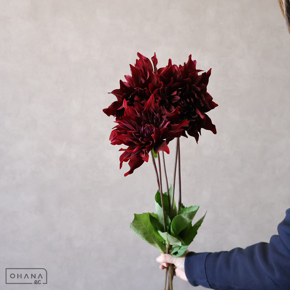 【SALE】ダリア　黒蝶　秀 70cm ※5本束　※クレーム対象外