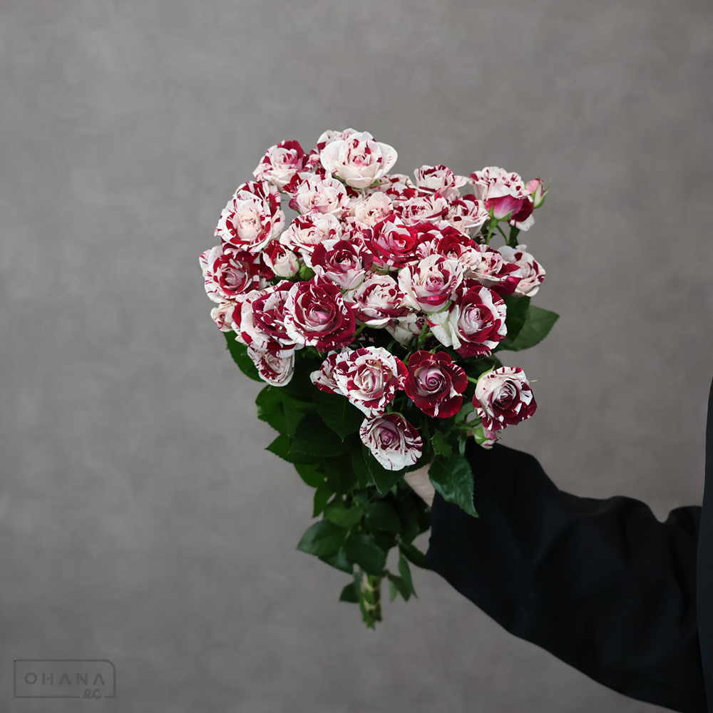 ＳＰバラ複色　スパークリンググラフィティ ※15本束　秀 60cm 