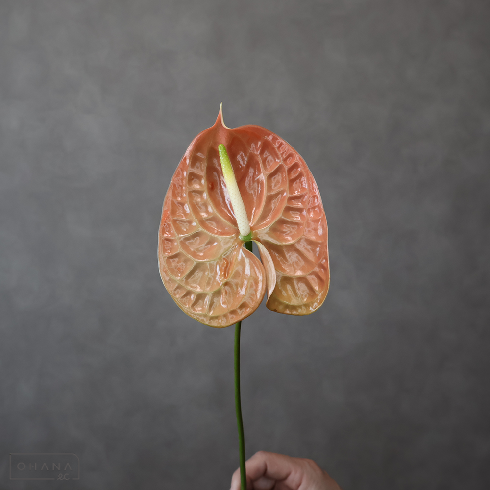 アンスリューム茶　テラ　L 