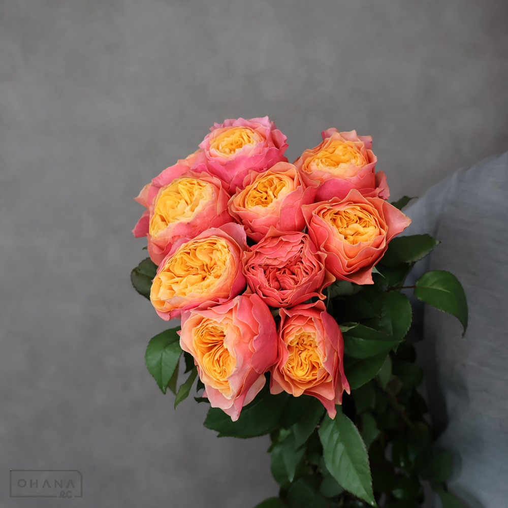 バラオレンジ　ケンジントンガーデン　秀 40cm