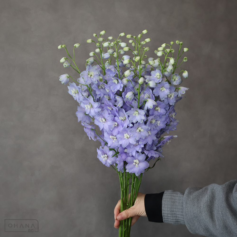 デルフィジャイアント   セリーネラベンダー　秀 60cm 