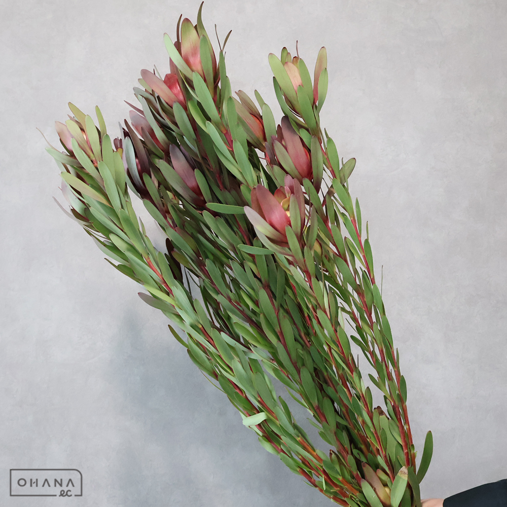 リューカ　サファリサンセットマルチ  70cm※5本束