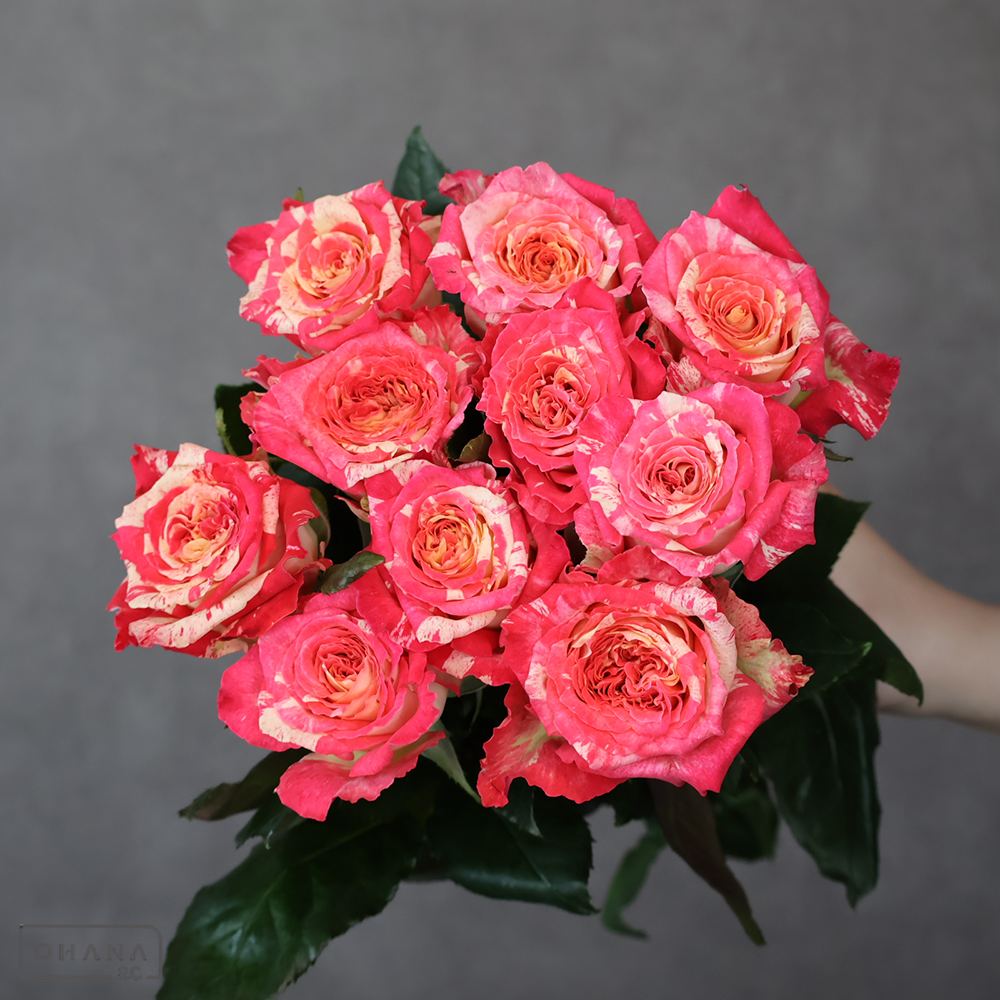 【SALE】バラ複色　蓮花　 50-40 　※クレーム対象外