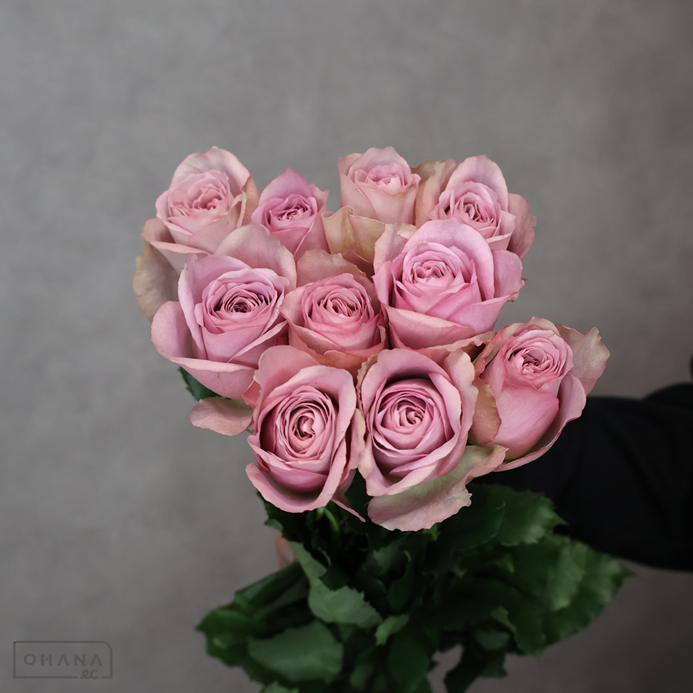 バラ紫　アヴィニール　 40cm