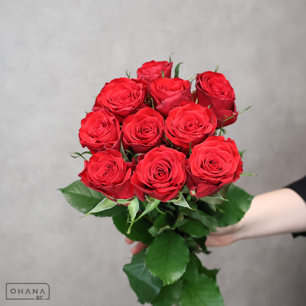 バラ赤　ブリランテ　 40cm