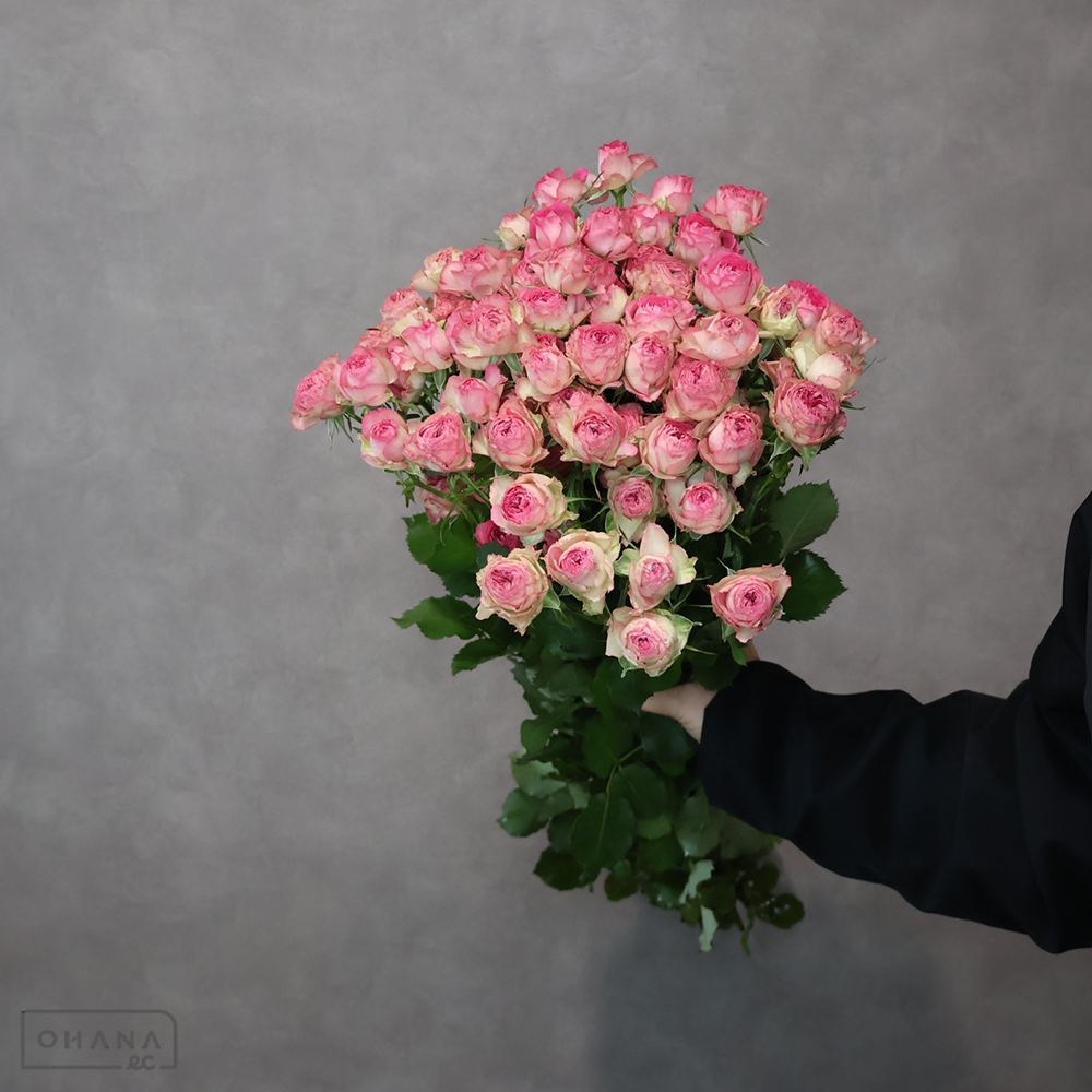 ＳＰバラ　ジョリートレンドセッター　秀 70cm 