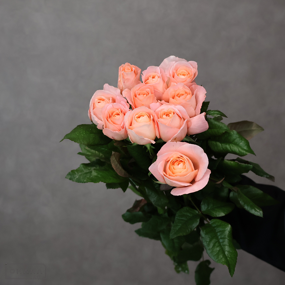 バラピンク　ロンドンタイムス ※若干シミあり　秀 70cm 