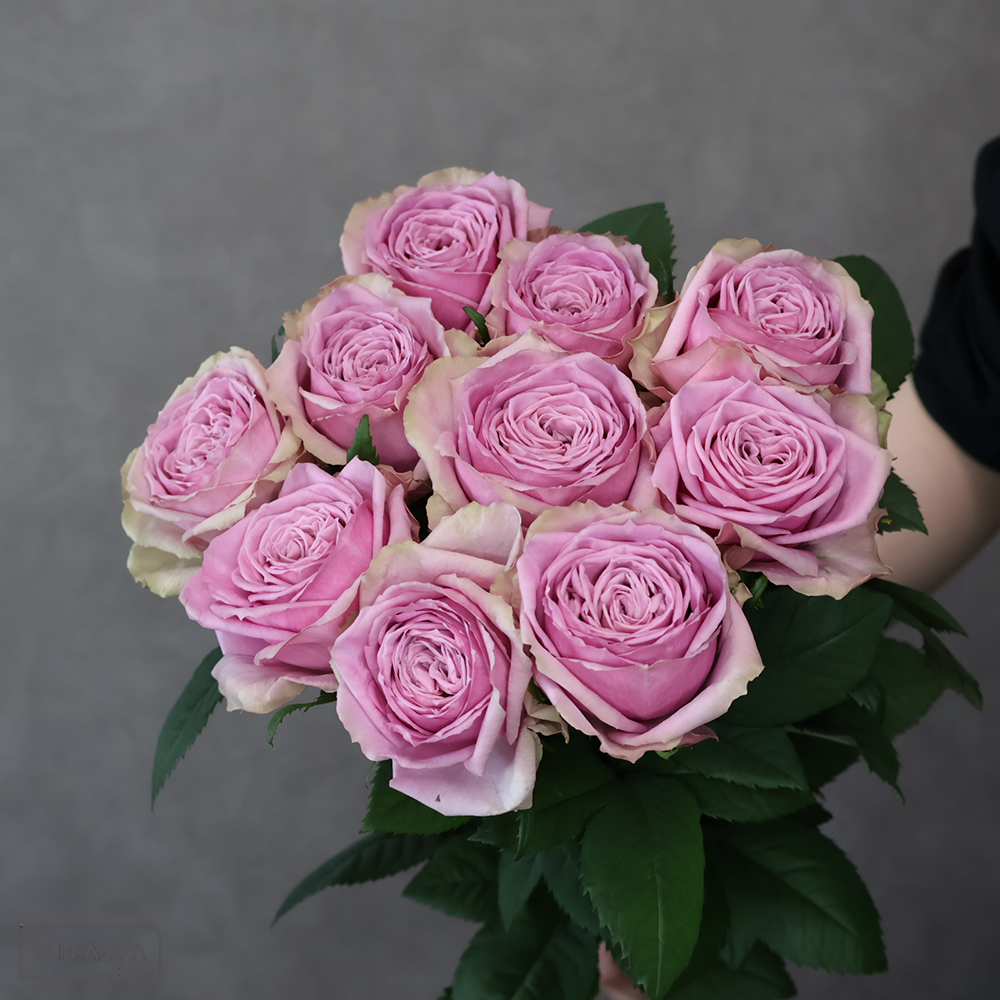 バラ　ブルーミルフィーユ　60-50 