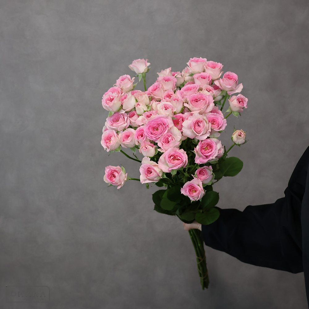 ＳＰバラピンク　フェアリーチャコ　 50cm ※7本束