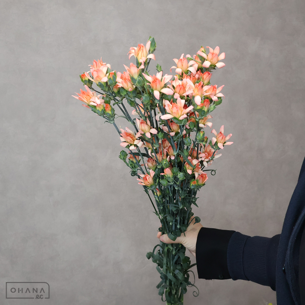 ＳＰカーネ　ミニティアラ　サニー　秀L 60cm ※10本束