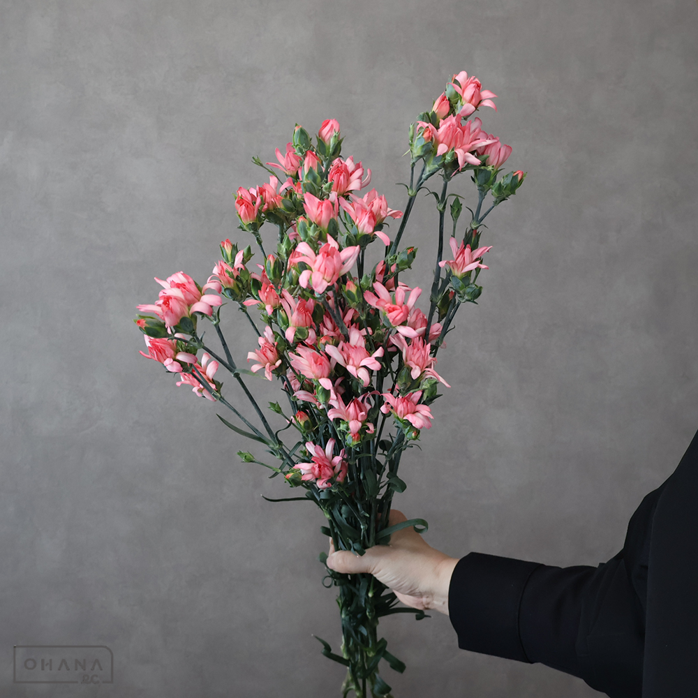 ＳＰカーネピンク　ミニティアラ　ピンク　秀L 60cm 